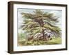 The Lebanon Cedar Tree in the Arboretum, Kew Gardens, Plate 21-George Ernest Papendiek-Framed Giclee Print