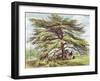 The Lebanon Cedar Tree in the Arboretum, Kew Gardens, Plate 21-George Ernest Papendiek-Framed Giclee Print
