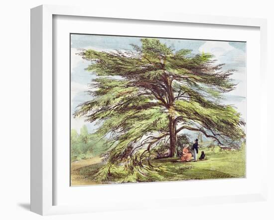 The Lebanon Cedar Tree in the Arboretum, Kew Gardens, Plate 21-George Ernest Papendiek-Framed Giclee Print