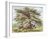 The Lebanon Cedar Tree in the Arboretum, Kew Gardens, Plate 21-George Ernest Papendiek-Framed Giclee Print