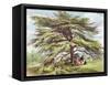 The Lebanon Cedar Tree in the Arboretum, Kew Gardens, Plate 21-George Ernest Papendiek-Framed Stretched Canvas