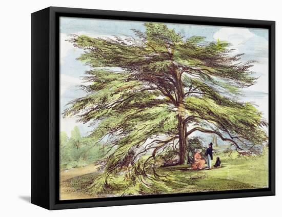 The Lebanon Cedar Tree in the Arboretum, Kew Gardens, Plate 21-George Ernest Papendiek-Framed Stretched Canvas