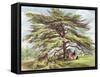 The Lebanon Cedar Tree in the Arboretum, Kew Gardens, Plate 21-George Ernest Papendiek-Framed Stretched Canvas