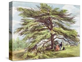 The Lebanon Cedar Tree in the Arboretum, Kew Gardens, Plate 21-George Ernest Papendiek-Stretched Canvas