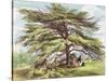 The Lebanon Cedar Tree in the Arboretum, Kew Gardens, Plate 21-George Ernest Papendiek-Stretched Canvas