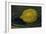 The Lemon, 1880-Edouard Manet-Framed Giclee Print