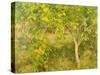 The Lemon Tree, 1893-Henry Scott Tuke-Stretched Canvas