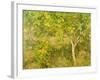 The Lemon Tree, 1893-Henry Scott Tuke-Framed Giclee Print