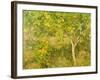 The Lemon Tree, 1893-Henry Scott Tuke-Framed Giclee Print