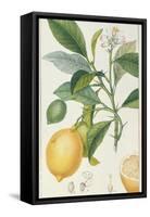 The Lemon Tree, Engraved by Dubois, C.1820-Pierre Jean Francois Turpin-Framed Stretched Canvas