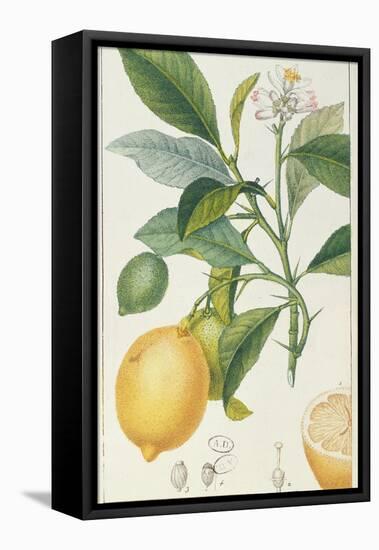 The Lemon Tree, Engraved by Dubois, C.1820-Pierre Jean Francois Turpin-Framed Stretched Canvas