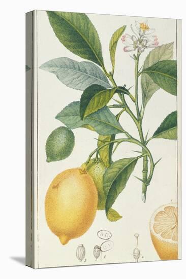 The Lemon Tree, Engraved by Dubois, C.1820-Pierre Jean Francois Turpin-Stretched Canvas