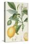 The Lemon Tree, Engraved by Dubois, C.1820-Pierre Jean Francois Turpin-Stretched Canvas