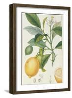 The Lemon Tree, Engraved by Dubois, C.1820-Pierre Jean Francois Turpin-Framed Giclee Print