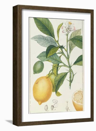 The Lemon Tree, Engraved by Dubois, C.1820-Pierre Jean Francois Turpin-Framed Giclee Print