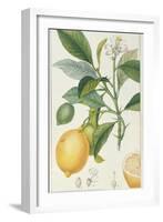 The Lemon Tree, Engraved by Dubois, C.1820-Pierre Jean Francois Turpin-Framed Giclee Print