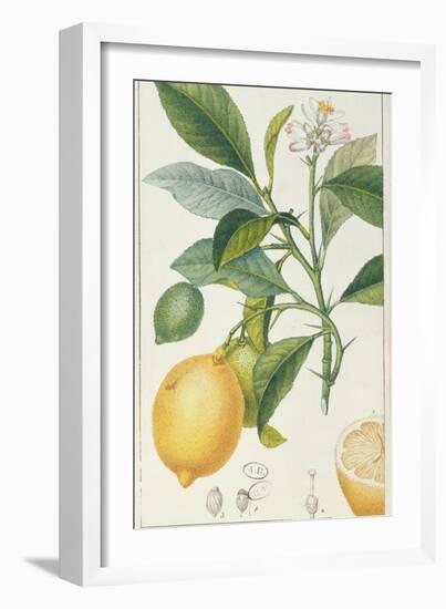 The Lemon Tree, Engraved by Dubois, C.1820-Pierre Jean Francois Turpin-Framed Giclee Print