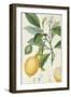 The Lemon Tree, Engraved by Dubois, C.1820-Pierre Jean Francois Turpin-Framed Premium Giclee Print