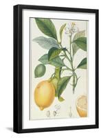 The Lemon Tree, Engraved by Dubois, C.1820-Pierre Jean Francois Turpin-Framed Premium Giclee Print