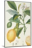 The Lemon Tree, Engraved by Dubois, C.1820-Pierre Jean Francois Turpin-Mounted Premium Giclee Print