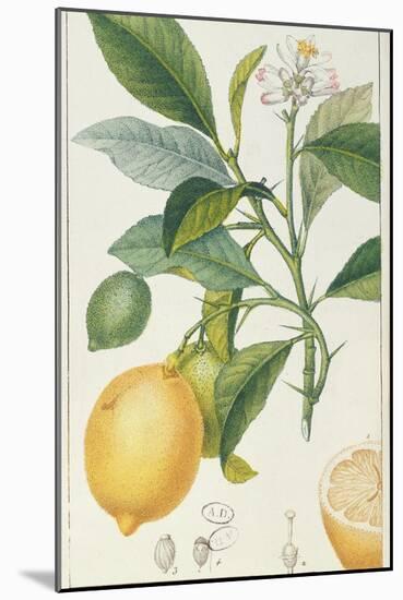 The Lemon Tree, Engraved by Dubois, C.1820-Pierre Jean Francois Turpin-Mounted Premium Giclee Print