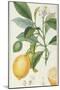 The Lemon Tree, Engraved by Dubois, C.1820-Pierre Jean Francois Turpin-Mounted Premium Giclee Print