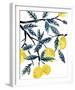 The Lemon Tree's Gift-Kristine Hegre-Framed Giclee Print