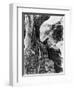 The Leopard 1963 (Il Gattopardo)-null-Framed Photographic Print