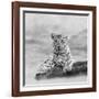 The Leopard 2A2-Ata Alishahi-Framed Giclee Print