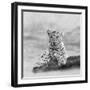 The Leopard 2A2-Ata Alishahi-Framed Giclee Print