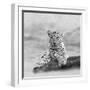 The Leopard 2A2-Ata Alishahi-Framed Giclee Print