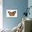 The Leopard Lacewing Butterfly, Comparing the Top and Bottom Wings-Darrell Gulin-Photographic Print displayed on a wall