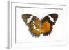 The Leopard Lacewing Butterfly, Comparing the Top and Bottom Wings-Darrell Gulin-Framed Photographic Print