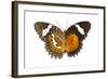 The Leopard Lacewing Butterfly, Comparing the Top and Bottom Wings-Darrell Gulin-Framed Photographic Print