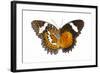 The Leopard Lacewing Butterfly, Comparing the Top and Bottom Wings-Darrell Gulin-Framed Photographic Print