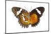 The Leopard Lacewing Butterfly, Comparing the Top and Bottom Wings-Darrell Gulin-Mounted Photographic Print