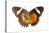 The Leopard Lacewing Butterfly, Comparing the Top and Bottom Wings-Darrell Gulin-Stretched Canvas