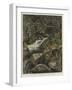 The Leopard's Resting-Place, a Corner of My Garden-Harry Hamilton Johnston-Framed Giclee Print