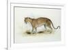 The Leopard-Edward Lear-Framed Giclee Print