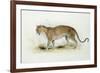 The Leopard-Edward Lear-Framed Giclee Print