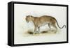 The Leopard-Edward Lear-Framed Stretched Canvas