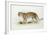 The Leopard-Edward Lear-Framed Giclee Print