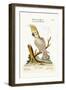 The Lesser White Cockatoo with a Yellow Crest, 1749-73-George Edwards-Framed Giclee Print