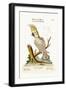 The Lesser White Cockatoo with a Yellow Crest, 1749-73-George Edwards-Framed Giclee Print