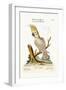 The Lesser White Cockatoo with a Yellow Crest, 1749-73-George Edwards-Framed Giclee Print