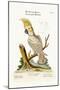 The Lesser White Cockatoo with a Yellow Crest, 1749-73-George Edwards-Mounted Giclee Print