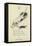 The Letter C-Edward Lear-Framed Stretched Canvas