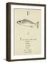 The Letter F-Edward Lear-Framed Giclee Print