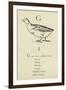 The Letter G-Edward Lear-Framed Giclee Print