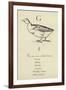 The Letter G-Edward Lear-Framed Giclee Print